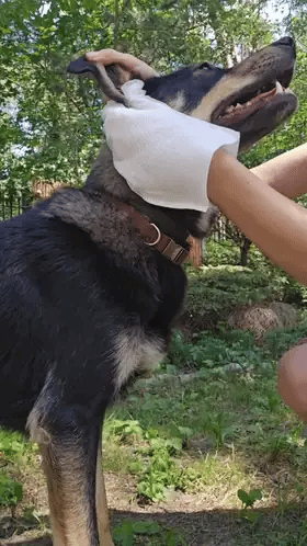 Mokre rękawiczki PupiFresh dla psów i kotów