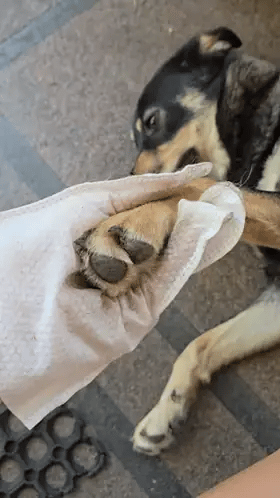 Mokre rękawiczki PupiFresh dla psów i kotów