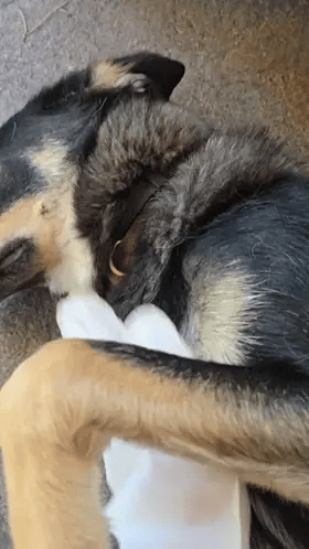 Mokre rękawiczki PupiFresh dla psów i kotów